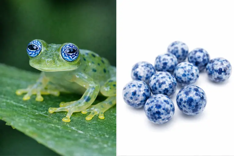 A Ghost Glass Frog resting next to a polished Blue Spot Jasper stone illustrating Ghost Glass Frog vs Blue Spot Jasper.