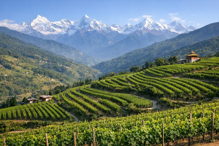 Terraced vineyards of the Bhutan Wine Company set against the majestic Himalayan mountains.